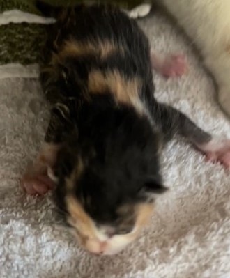 Europäische Hauskatze