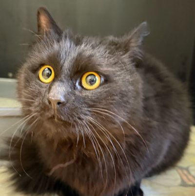 Langhaarkatze-Mischling