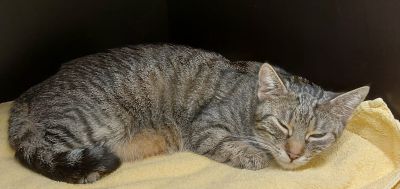 Europäische Hauskatze