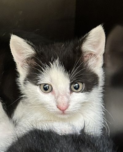 Europäische Hauskatze-Mischling