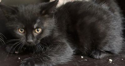 Europäische Hauskatze-Mischling