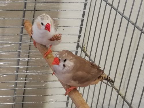 Fundtier Tier-ID 20862