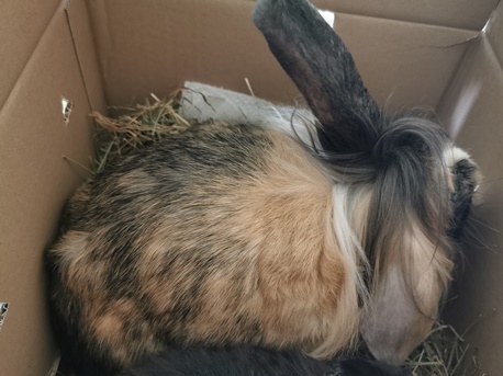 Kaninchen
