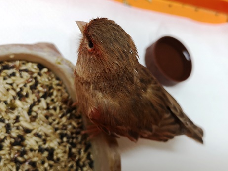 Fundtier Tier-ID 23685