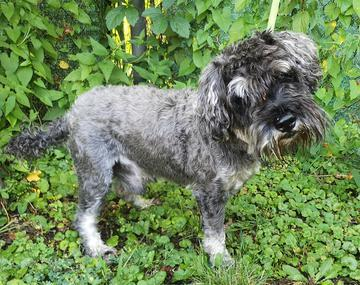Schnauzer