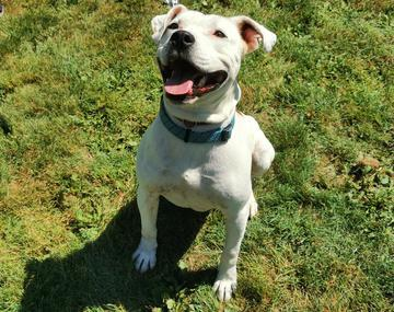 Pit Bull