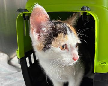 Europäische Hauskatze