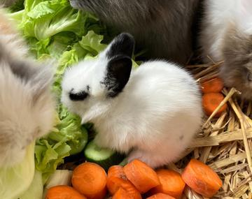 Kaninchen