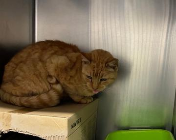 Europäische Hauskatze