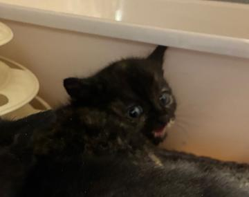 Europäische Hauskatze