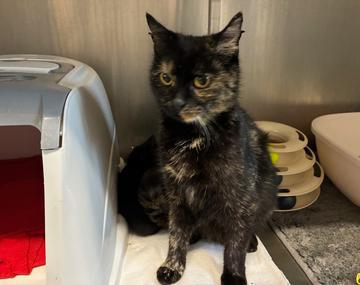 Europäische Hauskatze