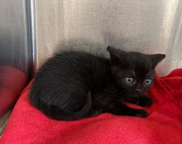 Europäische Hauskatze