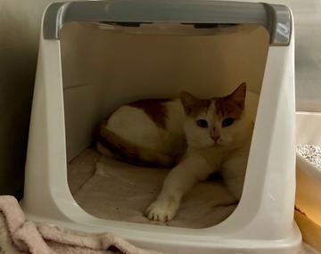 Europäische Hauskatze