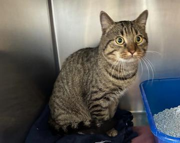 Europäische Hauskatze