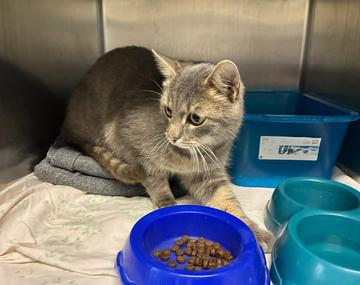 Europäische Hauskatze