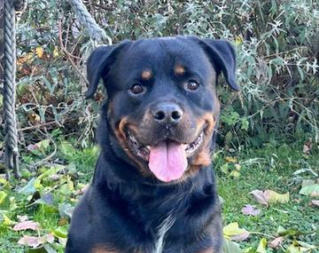 Rottweiler