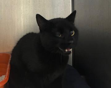 Europäische Hauskatze