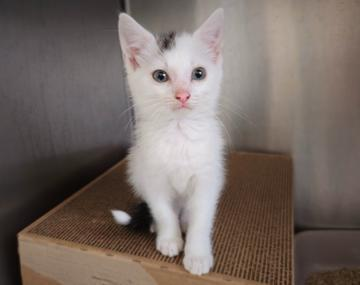 Europäische Hauskatze