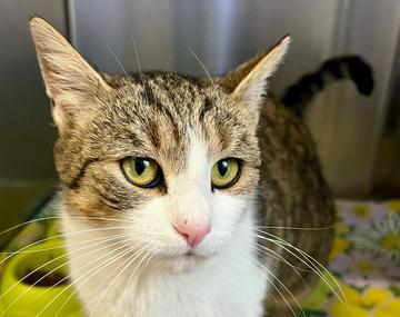 Europäische Hauskatze