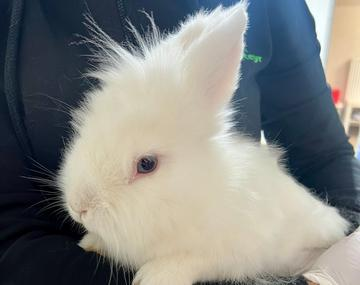 Kaninchen