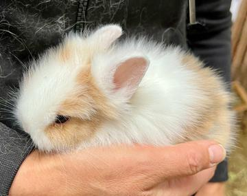 Kaninchen