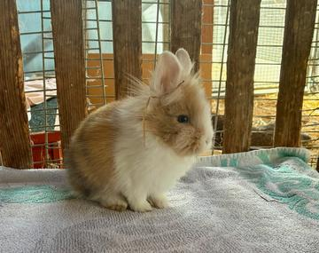 Kaninchen