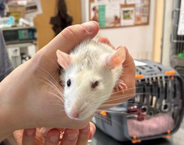 Ratte