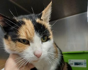 Fundtier Tier-ID 38480