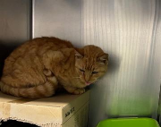 Fundtier Tier-ID 38502