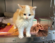 Fundtier Tier-ID 38503