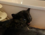 Fundtier Tier-ID 38505