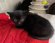 Fundtier Tier-ID 38507