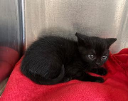 Fundtier Tier-ID 38506