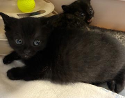 Fundtier Tier-ID 38508