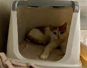 Fundtier Tier-ID 38509