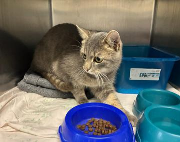 Fundtier Tier-ID 38515