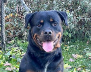 Fundtier Tier-ID 38531