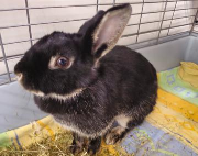 Fundtier Tier-ID 38535