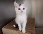 Fundtier Tier-ID 38536