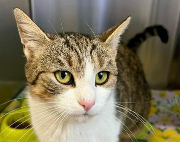 Fundtier Tier-ID 38573