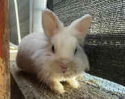 Fundtier Tier-ID 32117