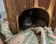 Fundtier Tier-ID 37551