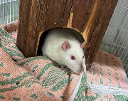 Fundtier Tier-ID 37552