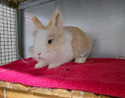 Fundtier Tier-ID 37645