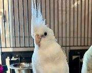 Fundtier Tier-ID 37684