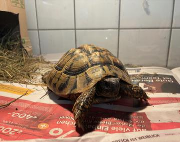 Fundtier Tier-ID 37685