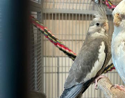 Fundtier Tier-ID 37798