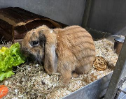 Fundtier Tier-ID 37874