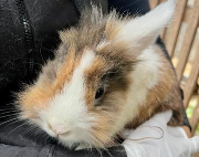 Fundtier Tier-ID 38145