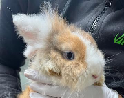 Fundtier Tier-ID 38147